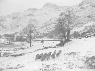 Stado owiec na śniegu w Langdale