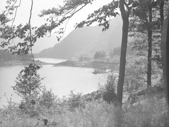 Thirlmere przez gałęzie drzew