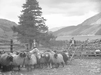 Dwóch pasterzy ze stadem owiec i Thirlmere za nimi