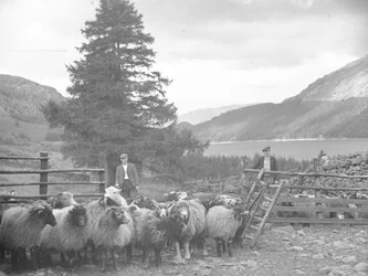 Dwóch pasterzy ze stadem owiec i Thirlmere za nimi