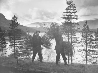 Dwóch młodych mężczyzn niosących małe choinki na brzegu Thirlmere