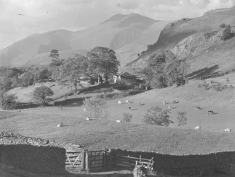 Widok przez pola na farmę w Thirlmere z owcami i krowami