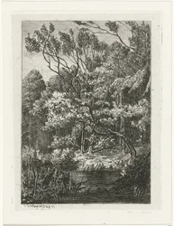 leśny widok