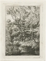 leśny widok