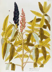 Wiązowy sumach lub sycylijski sumak (Rhus coriaria) autorstwa Josepha Jacoba von Plencka (1735-1807), z Ikon roślin leczniczych, Wiedeń