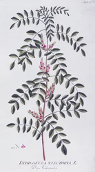 Prawdziwe indygo (Indigofera tinctoria) autorstwa Josepha Jacoba von Plencka (1735-1807), z Icones plantarum medicinalium, Wiedeń