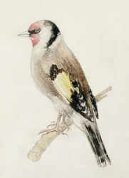 Szczygieł, z Farnley Book of Birds, ok. 1816 (ołówek i akwarela na papierze)