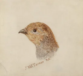 Kuropatwa, z Księgi ptaków Farnley, ok. 1816 (ołówek i akwarela na papierze)
