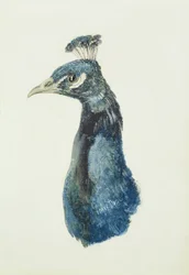 Paw, z The Farnley Book of Birds, ok. 1816
