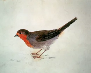 Rudzik, z Księgi ptaków z Farnley, około 1816