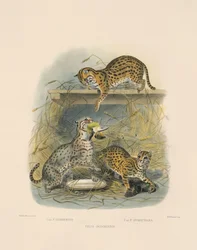 Azjatyckie koty bengalskie (Felis javanensis, F. chinensis, F. sumatrana)