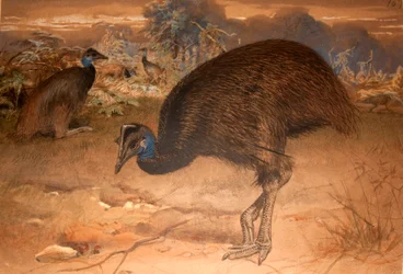 Kazuar Bennetta (Casuarius bennetti), ok.1851-76 (wc i ołówek na papierze)