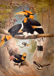 Casque wklęsły Hornbill, 1861