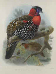 Crimson Bellied Tragopan, grawerowane przez M. & N. Hanhart, 1870-72 przez Wolfa, Josepha (1820-99) i Smita, J. (fl.1870)