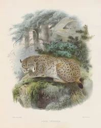 Ryś euroazjatycki (Felis cervaria)