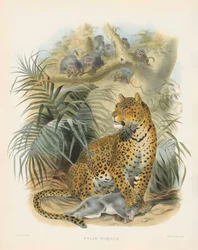 Lampart (Felis pardus)
