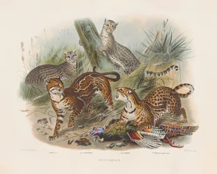 Lamparty i ich odmiany (Felis pardalis)