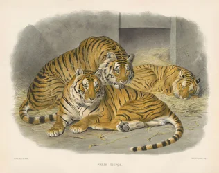 Tygrys bengalski królewski (Felis tigris)