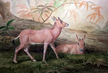 Scimitar Rogaty Oryx Cielęta, ok. 1850 r.