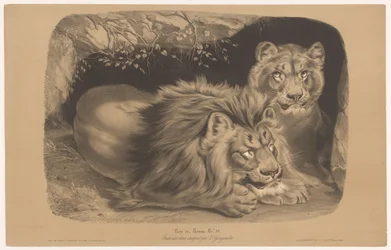 lew i lwica Lion et Lionne (tytuł na obiekcie) Badania na zwierzętach w dwóch rodzajach kredy (tytuł serii) Etiuda aux deux kredki par Z. Gengembre (tytuł serii na obiekcie)