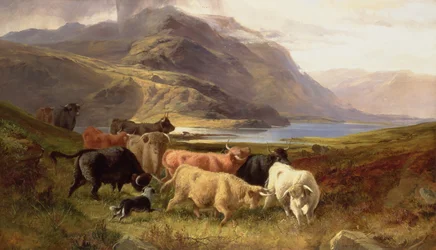 Bydło Highland z Collie