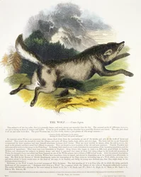 Pub edukacyjny ilustracji Wilk (Canis lupus). przez Towarzystwo Krzewienia Wiedzy Chrześcijańskiej, 1843 (akwatinta)