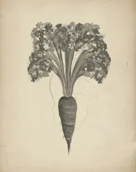 Rysunek botaniczny marchewki