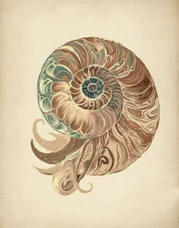 Elegancka muszla nautilusa