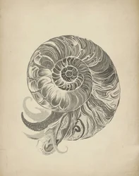 Skomplikowana spirala nautilusa