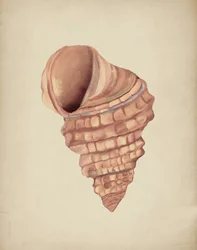 Analiza spiralnej muszli