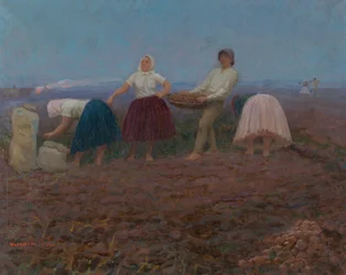 Zbieranie ziemniaków