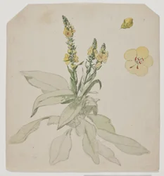 Blooming King Candle