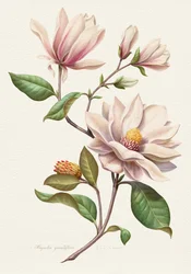 Różowe kwiaty magnolii