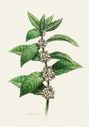 Mięta kwitnąca – opis botaniczny