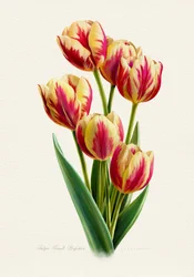 Żywe tulipany w paski