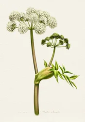 Ilustracja botaniczna białej arcydzięgla