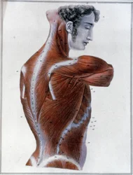 Mięśnie pleców