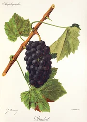 Winogrono Bachet J.Troncy