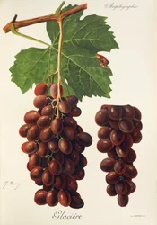 Winogrona lodowcowe J.Troncy