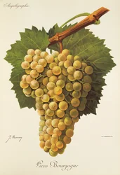 Gros Bourgogne winogron J.Troncy