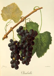 Winogrona Isabelle J.Troncy