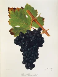 Winogrono Petit Bouschet J.Troncy