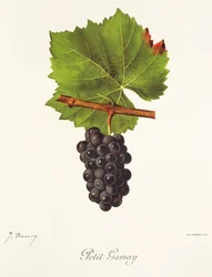 Winogrono Petit Gamay J.Troncy