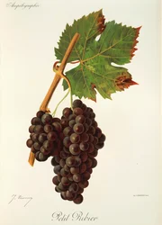 Winogrona Petit Ribier J.Troncy