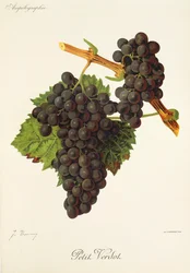 Winogrono Petit Verdot J.Troncy