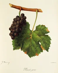 Winogrono Pinot Gris J.Troncy