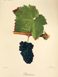 Winogrono Pinot Noir J.Troncy