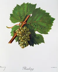 Winogrona Riesling autorstwa Julesa Troncy z Ampelographie, Traite general de viticulture (Ampelografia, Traktat Generalny o uprawie winorośli), tom II, autorstwa Pierre Viala (1859-1936) i Victora Vermorela (1848-1927), Paryż