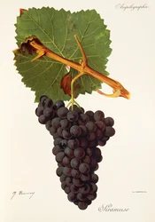 Winogrona Siramuse J.Troncy