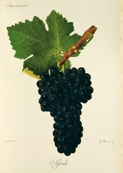 Winogrona Syrah J.Troncy